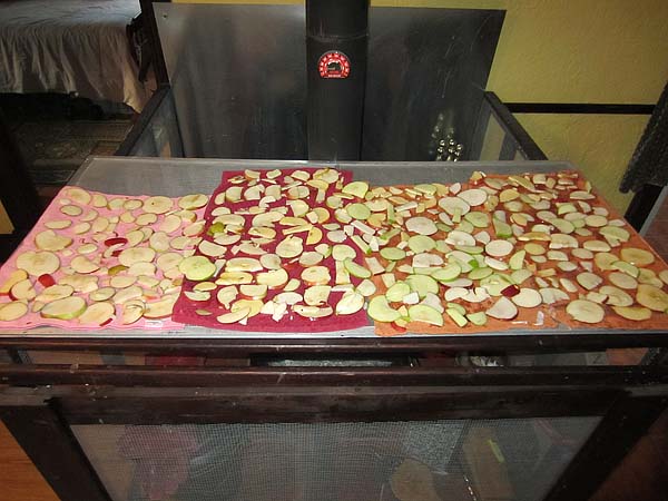 Dehydrating apple slices
