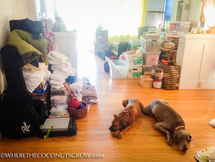 dogs and downsizing