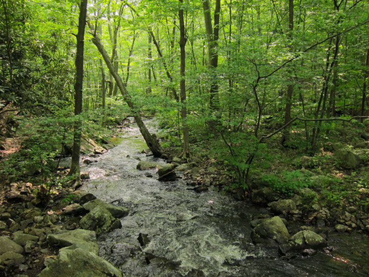 Posts_Brook_from_Norvin_Green_State_Forest_Lower_Trail