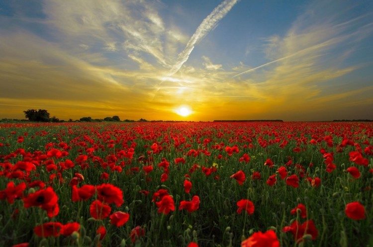 sunset-field-poppy-sun-priroda-large
