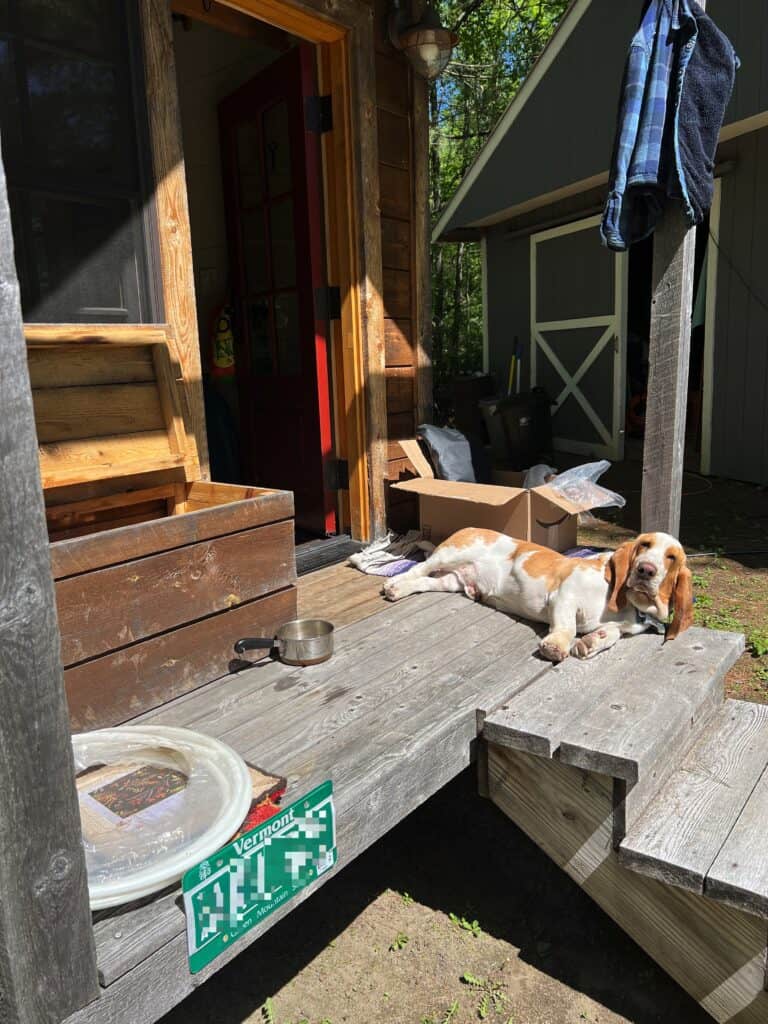 dog on porch